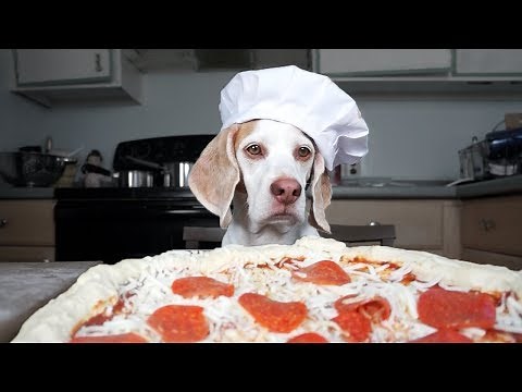 Dog Makes Pizza: Cute Dog Maymo