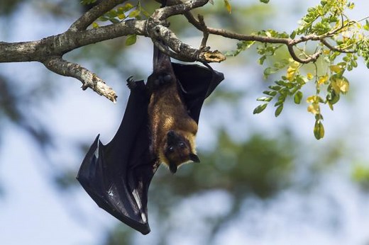 Fruit Bats as Pets: Guidelines and Tips - Is It Legal to Have Fruit Bats as Pets?