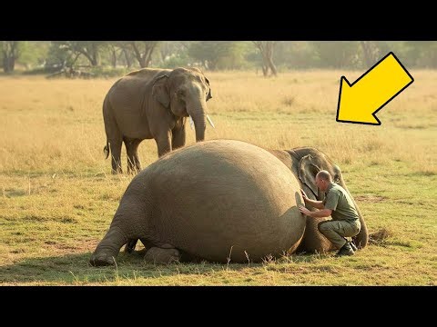 Rare pregnant female elephant gives birth to special baby elephant minutes later