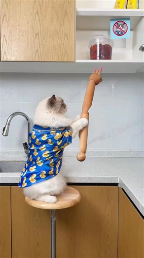 You can’t keep Puff off the sweets #thatlittlepuff #sweets | Littlepuff