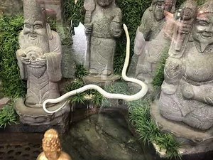 白蛇様が昇ってる姿です。毎日見るといい事ありそう。