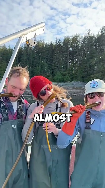 Bull Kelp Hunting In Alaskan Lake 🌊