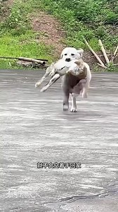 114K views · 2.1K reactions | Dog steal from everyone to make owner happy  #doglover #puppies #pets #cute #doglife #animals | MrZiggy | Facebook