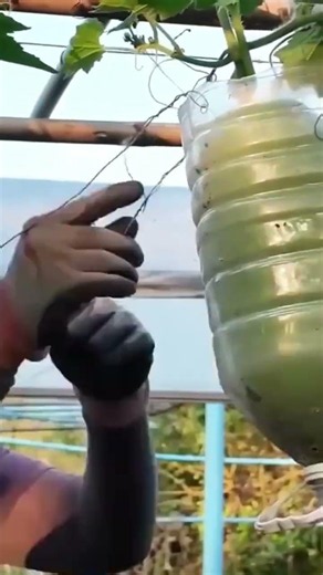 smart technique to protect pumpkin from falling - farming - agriculture #shorts