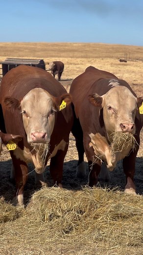 10K views · 86K reactions | #lambertranchherefords #herefords #cattle #cows #bulls #calf #heifer #herefordcattle #beef #agriculture #california #californiaagriculture #ranchlife #livestock #animals #nature #ranching | Lambert Ranch | Facebook