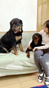 192K views · 6.6K reactions | It’s time to compete with the big guys behind the scenes  #dog #dogfunny #yituo | Dog Yi Tuo | Facebook
