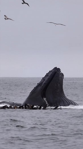 What’s your favorite whale behavior to watch? Vertical lunge feeding is definitely towards the top of the list for us here at @oceanicexpeditions. #whalewatching #whale #humpbackwhale #fish #eat #breach #jump #fly #low #wildlifephotography #lunges #wildlife #montereycalifornia #coast #cali | Sieavphotography