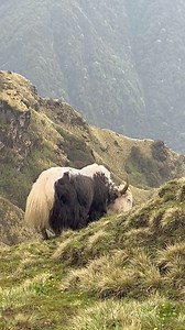 3.2K views · 92 reactions | Yak during Mardi Himal Trek #Nepal ❤️ | Globetrotter Tours & Travels | Facebook