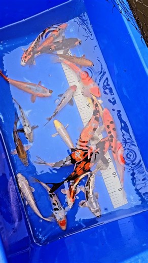 5.2K views · 58 reactions | 20 Stunning tosai japanese koi off to...