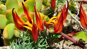 MP-TOP-10 Incredibly Rare Flowers Around The World 2016