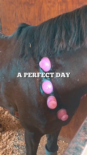 Equestrian Excellence Global on Instagram: "Back in the saddle before the year even starts. First treatments of the season with our brand ambassador @luca_watson_equestrian and his horses after a long break — resetting bodies, restoring balance, and laying clean foundations for what’s ahead. No rushing. No shortcuts. Just smart prep, healthy tissue, and horses ready to step into the season feeling right."