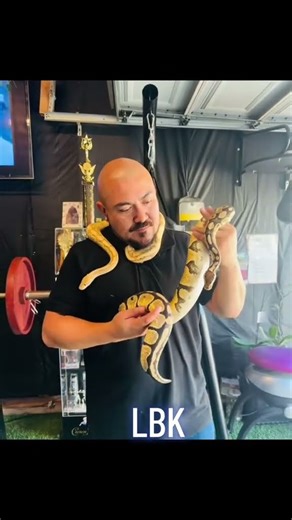 Our Ball pythons Banana and split. #reptiles #ballpython #snake