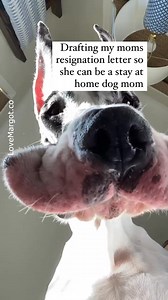 255K views · 2.4K reactions | Drafting my moms resignation letter so she can be my personal assistant 浪 #greatdane #doglovers | LoveMargot | Facebook