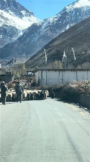 Himalayan goats is a special type of Himalayan mountain goat found in Nepal’s high-altitude regions.