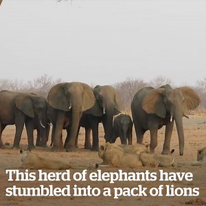 610K views · 10K reactions | A pack of lions are approaching this trapped baby elephant...  | VT | Facebook