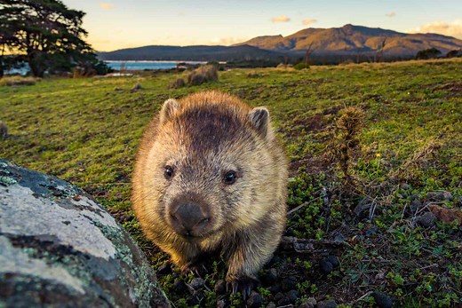 8 Wonderful Facts About Wombats