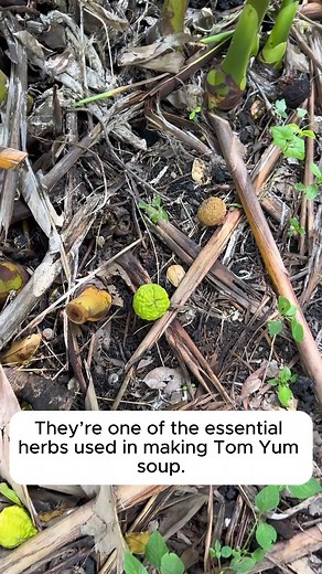 Special fruits in Thailand #treesofinstagram #treestreestrees #treestagram #gardeningtips | Gardening Ideas