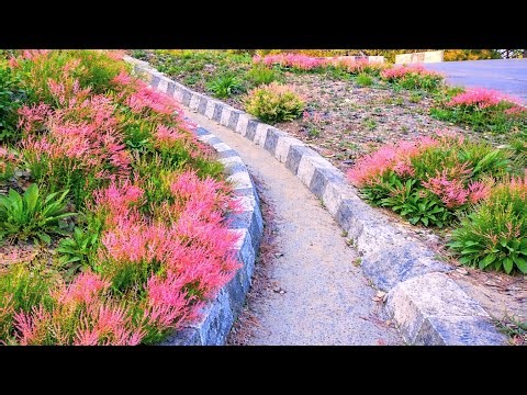 Rewilding Damaged Land with Sheep’s Sorrel | Healing Soil & Permaculture Food