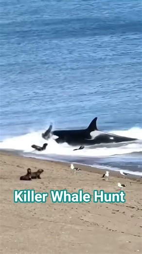 Killer Whale attack #funny
