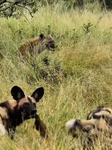 Wild Dog Pack Efficiently Hunts and Guards Their Meal
