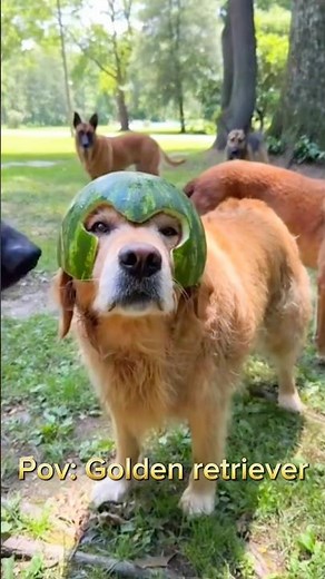 Funny golden retriever moments #dogs #goldenretriever #funnyvideo