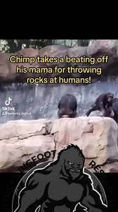 This is amusing! This poor chimp takes a whipping from his mama for throwing rocks at the humans! 😂 #bigfoot #chimpanzee #funnyanimals | Kentucky Bigfoot Research Organization
