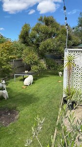 Poppet and the Wolf Pack on Reels