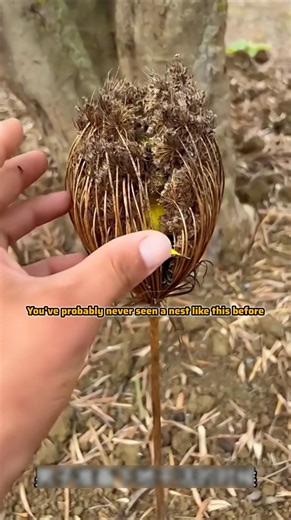 You Won’t Believe This Strange Bird Nest 😲🐦