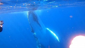 Yesterday we had another magic moment with humpback whales! These gentle giants gave us quite a show and left us all completely awe-struck. Both our guests and crew described it as "a life-changing experience". 🥰🐋 Our Swim with Whales trips are running until mid-October... We can't wait to see what the next months bring us! 🙌 | Sunreef