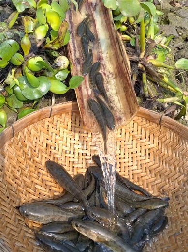 Amazing Snakefish Caught Using Canal Trap Technique