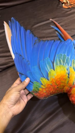 VenMeez Cattery & Pets | Camelot Macaw (Hybrid) The Camelot Macaw is a striking second-generation hybrid parrot created by crossing a Scarlet Macaw with a Catalina... | Instagram