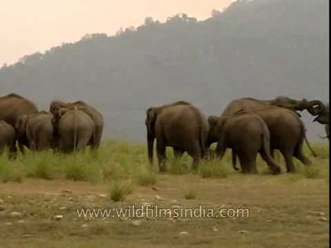 Elephants' love making