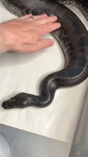 Training your Snake 101