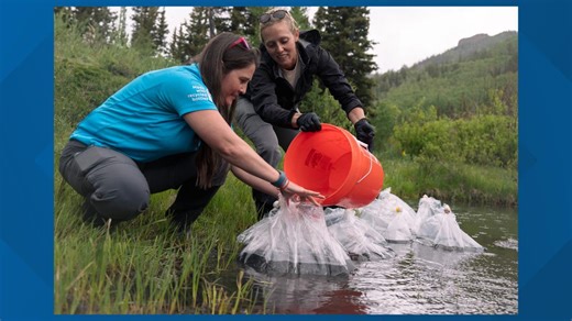 2,200 endangered boreal toad tadpoles released into the wild