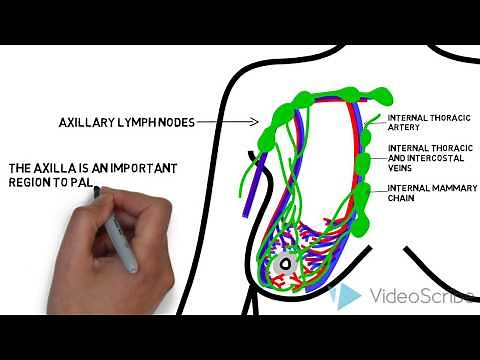 The Basics of Breast Cancer (5 W's)
