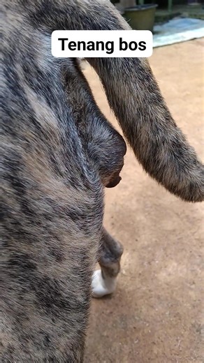 788K views · 5.9K reactions | #da kopi mah anger kudu dibeuli | Mang Aceng Tasikmalaya | Facebook