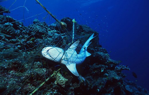 Saving Sharks: Sea Shepherd’s Fight to Protect one of the Ocean’s Apex Predators