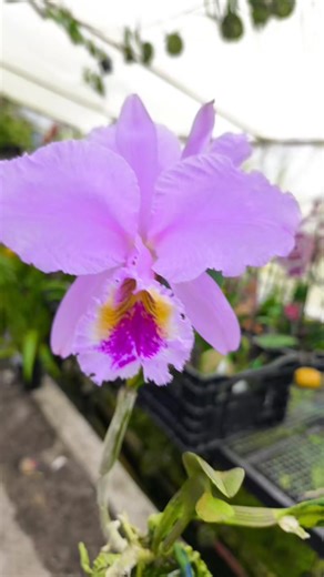 Cattleya mossiae tipo "La Cattleya mossiae no solo florece; se impone. Es el equilibrio perfecto entre la suavidad de sus pétalos lavanda y el fuego vibrante que guarda en su garganta." ¿Sabías qué? Lo que más destaca en tu foto es el jaspeado púrpura del labelo. Es como una huella dactilar; no hay dos mossiae exactamente iguales en sus dibujos internos. #cattleyas #flores #orquideas #Colombia | Reserva Campesina Las Orquídeas