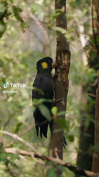 Carnaby's Black-Cockatoo: Australia’s Rare Bird Conservation