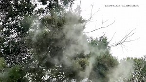 Do you have COVID-19 or cedar fever? How to tell the difference