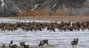 Drone User Ticketed for Causing an Elk Stampede