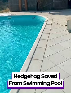 Hedgehog Saved From Swimming Pool | Tavi Castro