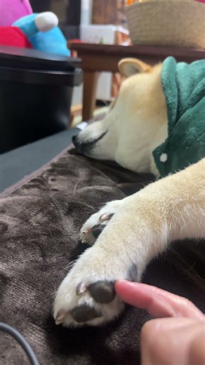 足こちょこちょ〜😊#足こちょこちょ苦手#おもちさんの日常 #shibainu #shortvideo #日常 #可愛い #柴犬 #cute #shiba #shiba #愛犬 #癒し #一発録り