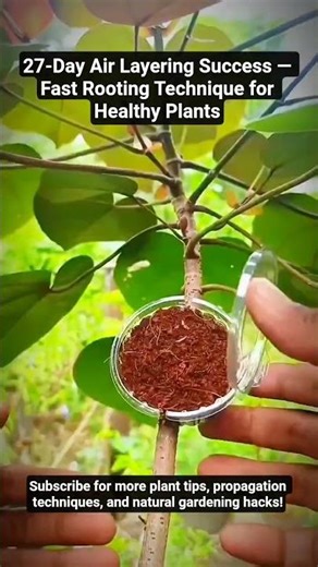 this simple and effective air-layering method that helps branches grow strong roots in just 27 days