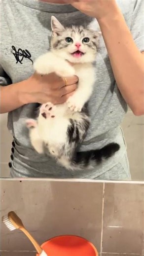 Meet the Tiny Giant: An American Shorthair's Big Adventure