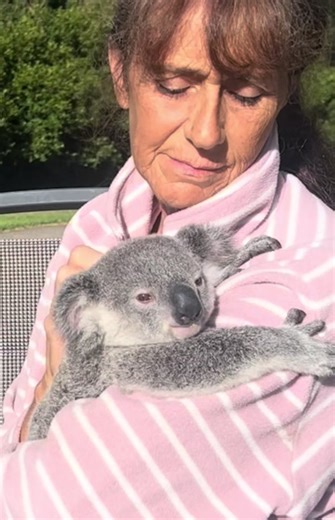 Koala Joey's Journey to Safety and Security