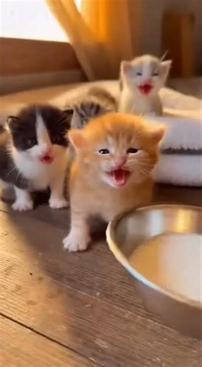 Hungry Kittens Crying Loudly Until They Finally Get Milk 🥺🐾 #kitten