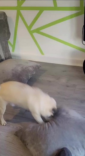 pringle the pug on TikTok