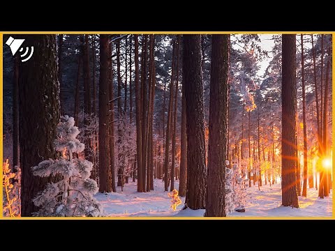 Traumreise im Winter: Reise in den Magischen Wald (20 Minuten) Geführte Entspannungsreise