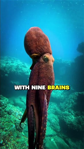 Ranking The Smartest Animals On Earth